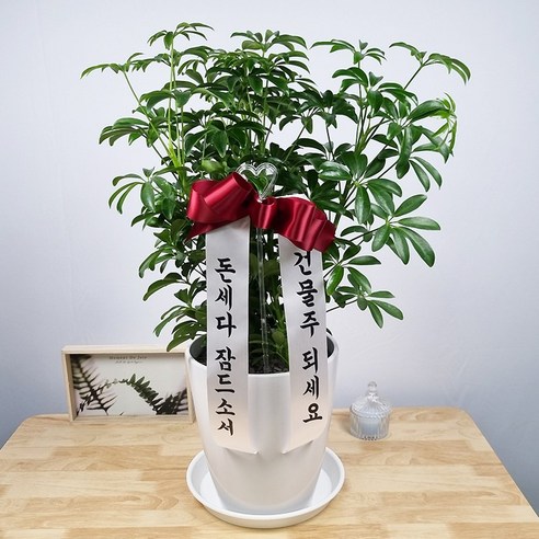 앤드플라워 전국택배송 중형실내화분 금전수(50cm) 은행목 스투키(55cm) 녹보수 몬스테라 안스리움 홍콩야자 콩고 율마 뱅갈고무나무 소포라 꽃배달 개업화분 미니화분 공기정화식물, 홍콩야자(60cm), 1개