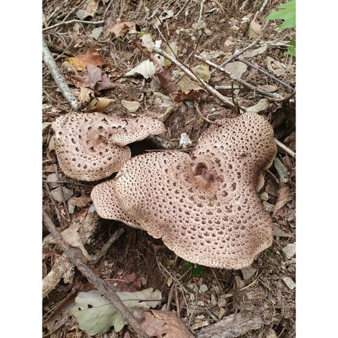 국내산 능이버섯 냉동 자연산 1kg, 1개 자연산영지버섯가격