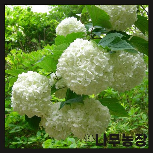 아름다움을 더하는 수국백당(불두화) 이야기 불두화