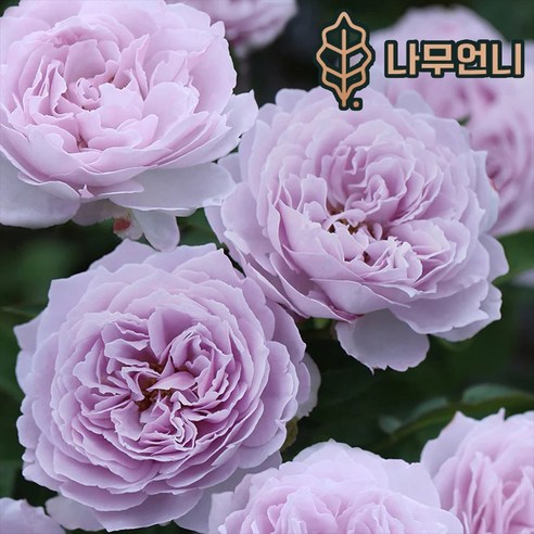 나무언니 장미묘목 티앤랑로즈 미스티모닝 14cm포트 나무 개화주, 1개
