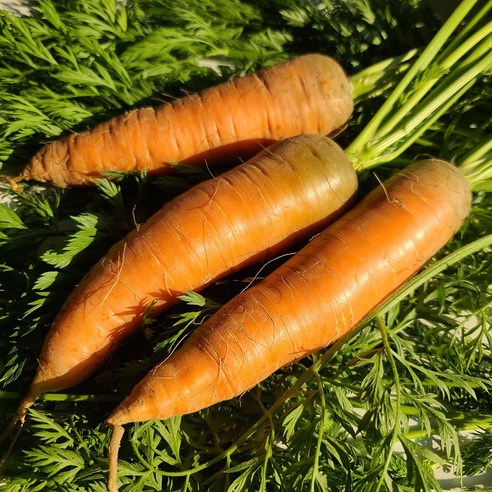 신선한 햇살과 흙 향 가득한 국내산 무농약 친환경 당근