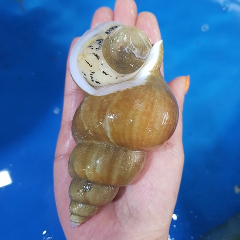동해안 포항 자연산 활 백고동 1kg 당일조업 생 백골뱅이 통골뱅이, 1개, 소소(50-65미)