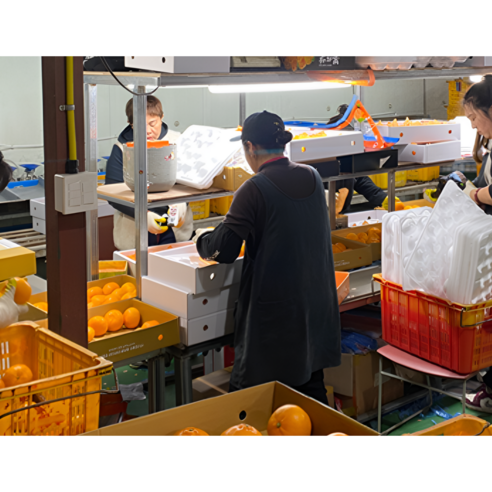 제주의 햇살을 담은 달콤한 행복, 농장 직송 천혜향