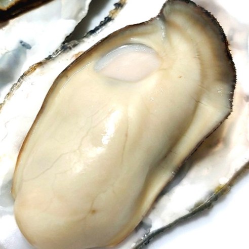 살아있는 석화로 굴의 진정한 맛을 경험하세요!