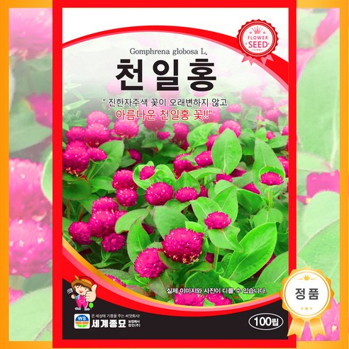 [농대나온남자] 천일홍 씨앗 100립, 1봉