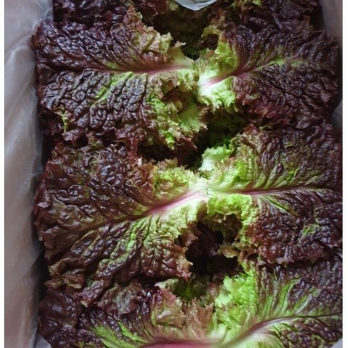 [추천] 청상추 꽃상추 4kg/2kg 산지직송 [국산] 쌈채소 쌈야채 채소쌈 야채쌈 쌈 야채 삼겹살야채 깻잎친구 상추 매일수확 당일수확 국내산상추, 1개, 꽃상추 2kg