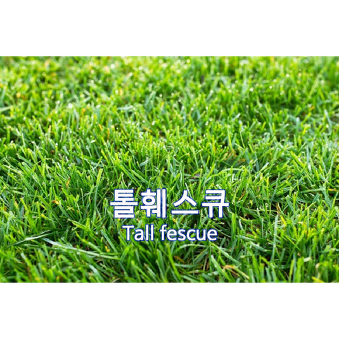 양잔디 씨앗 톨훼스큐 3kg 조경용 법면녹화 경사면녹화씨앗 잔디씨, 1개