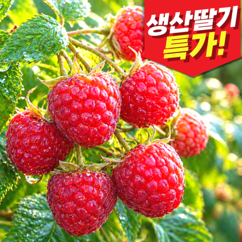 [오늘특가]2026년 국내산 생과 생 산딸기