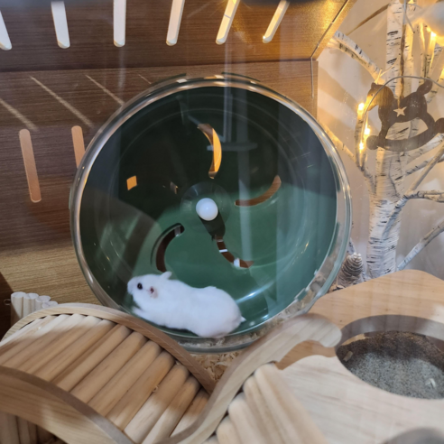 햄스터에게 최적의 공간