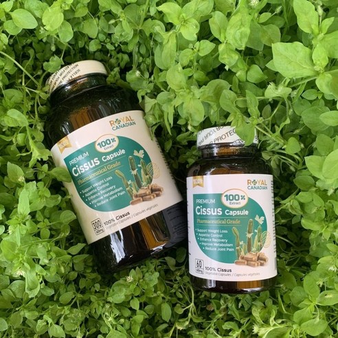 로얄캐네디언 캐나다 시서스가루 분말캡슐 고농축 100배 씨서스 600mg 300캡슐, 300정, 1개