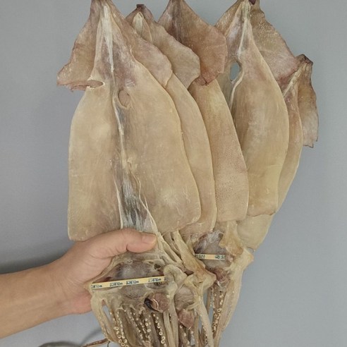 덕장직송 마른오징어 당일발송 채움마켓 동해안 신선한 국내산 원양산 건오징어 20마리, 1개, 국내 1.7kg(20마리)