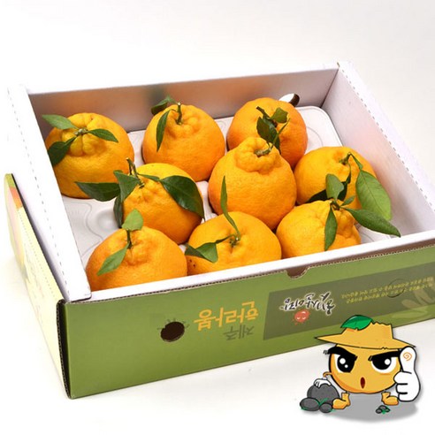 쿠팡! 돌밭농원 첫수확 제주직송 돌밭한라봉2Kg