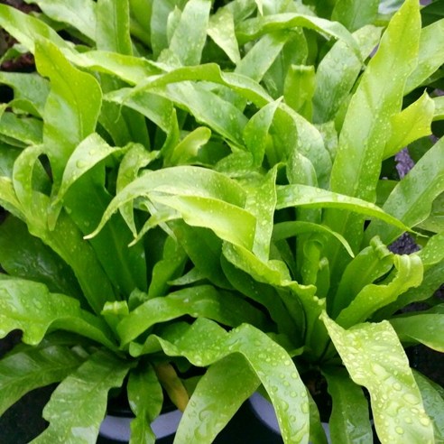 [용이네화원] 천연가습기 아비스 고사리 089 농원, 1개 고사리종류 Best Top5