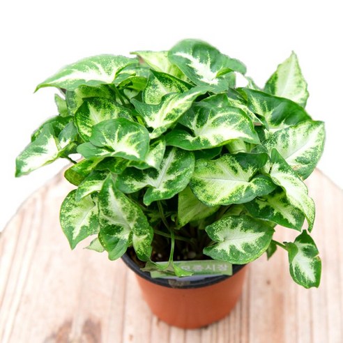 시들시들한 내 방에 생기를! 싱고니움 하나로 만드는 기적 싱고니움