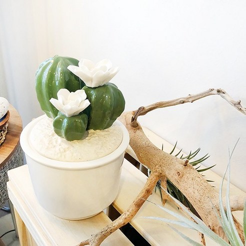 countryitem 플라워 선인장 2종