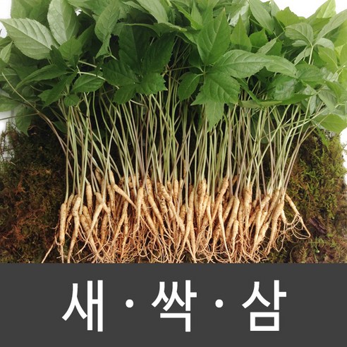 장성 새싹삼 새싹인삼 특 대 중 소, 1박스, 소 (70뿌리)