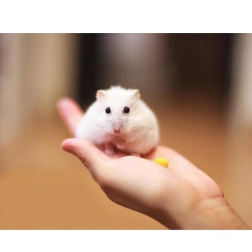 에밀리펫 햄스터 초보자 기르기 셋트