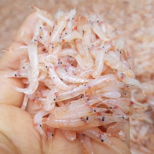 [싱싱해몰] 김장용 생새우1kg 김장새우 국내산 동백하 냉동, 1개