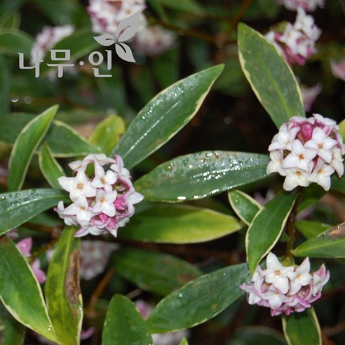 [나무인] 천리향 서향 포트묘 - 묘목 | 쿠팡