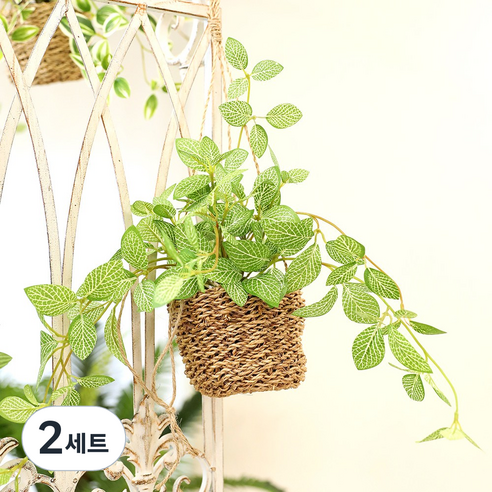[1+1]인테리어 조화 행잉플랜트 벽장식 가랜드 뉴행잉넝쿨화분바구니세트, 2세트, 휘토니아