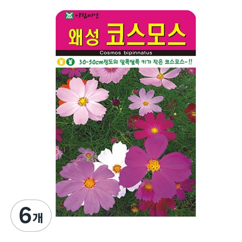 왜성 코스모스 씨앗 꽃 씨 종자, 6개