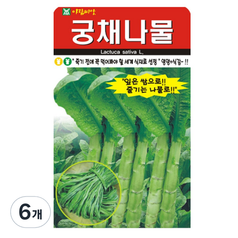 궁채나물 씨앗 줄기상추 궁채 뚱채 씨 종자, 6개