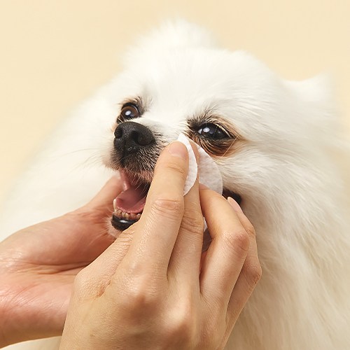 래핑찰리거즈