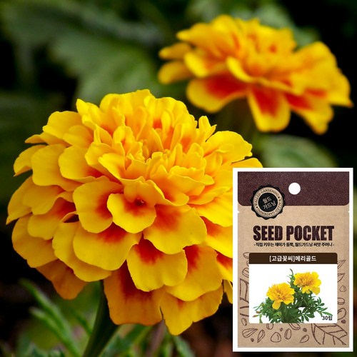 메리골드 씨앗 (30립) 꽃씨앗 메리골드씨앗, 1개