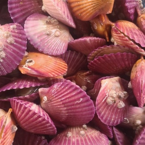 플라이팜 당일조업 산지직송 고성 통영 황제 가리비, 1개, 3kg