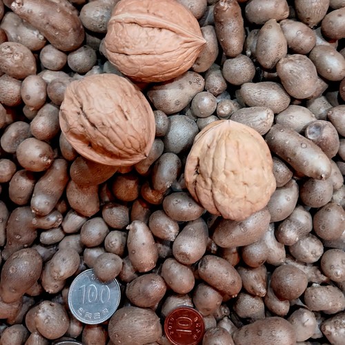 안동 햇마씨 혈관청소부 24년 생산 특품 1 3 5 kg, 1박스, 5kg