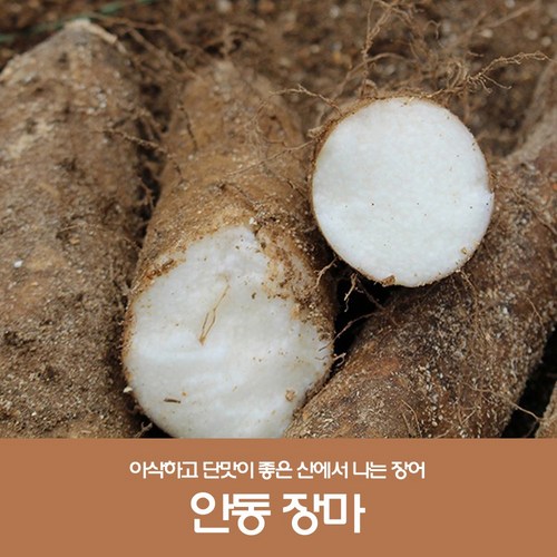 세트마