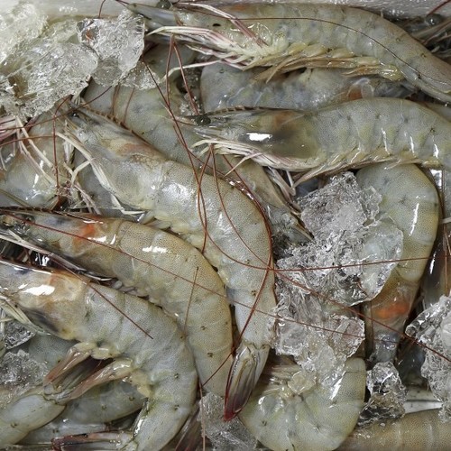 신안 흰다리새우 1키로 30미내외 감바스 캠핑 안주 간식 키토산 감바스 생새우 엄마찬스, 30개, 1kg