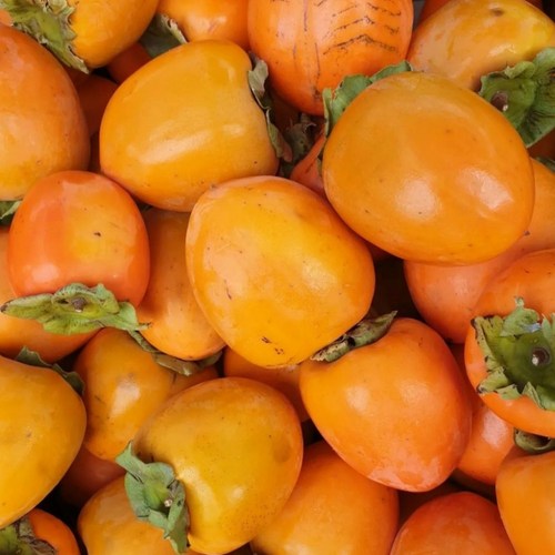 탐나유 둥시감 곶감용 감, 1개, 10kg 중과(80과 내외)