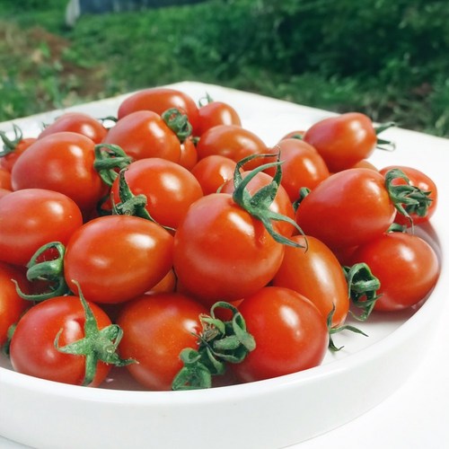 [싱싱냠냠] GAP 인증 대추 방울토마토, 1박스, 1kg