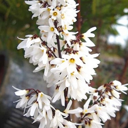 충주원예조경 / 미선나무 / 1m / 개화주, 1개