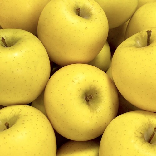 아삭아삭 고당도 가정용 시나노골드사과, 2kg 중소과 (10-12과), 1개