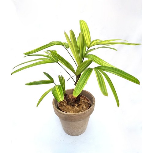 서황금 무늬관음죽 인테리어 플랜테리어 Rhapis excelsa variegata 무호화훼, 1개