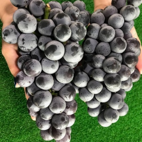 국내산 영동 캠벨 세레단 포도 고당도 최상급, 1개, 1kg(3~4수)