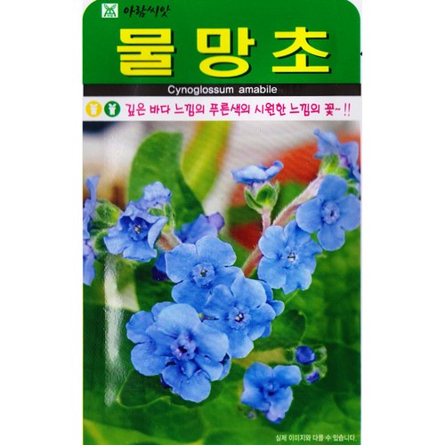 물망초씨앗 200립 시노그로섬 꽃씨, 1개