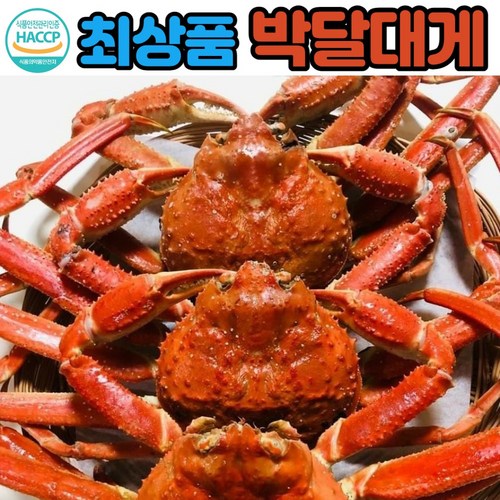 킹크랩