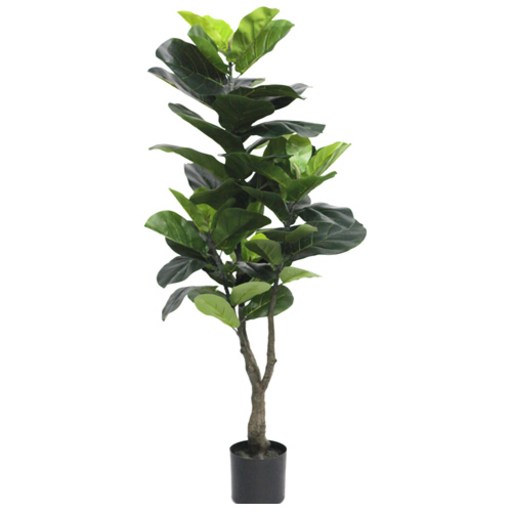 도시정원 떡갈고무나무 120cm