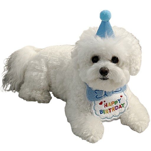애완동물 생일 축하 스카프+모자 세트