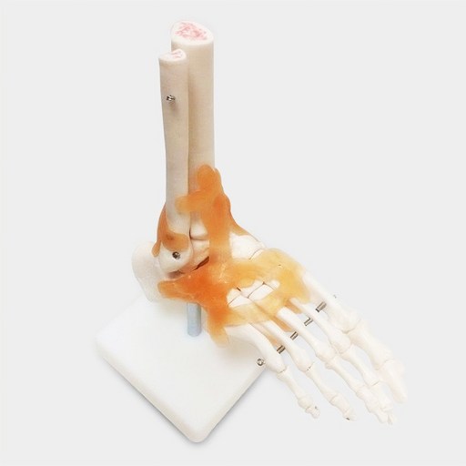 카르빈 발 뼈 모형 해부학 인체 근육
