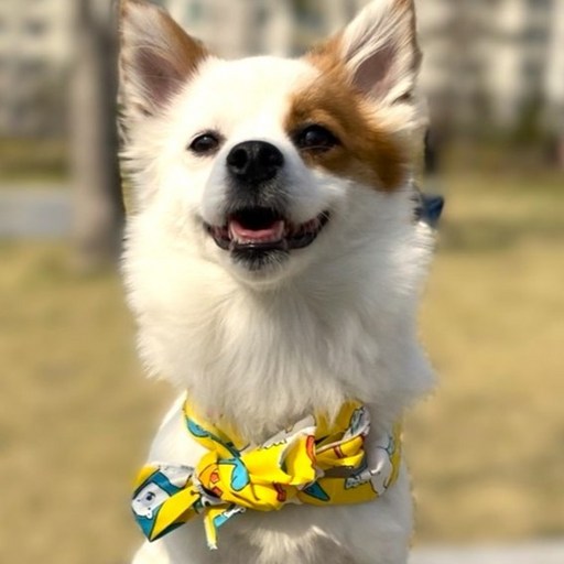 위드아트 반려동물 쿨스카프 여름 산책용품 강아지 고양이 애견 쿨 넥쿨러 스카프 머플러