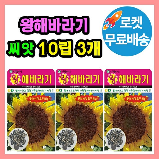 왕해바라기 꽃 씨앗 해바라기 꽃씨 종자