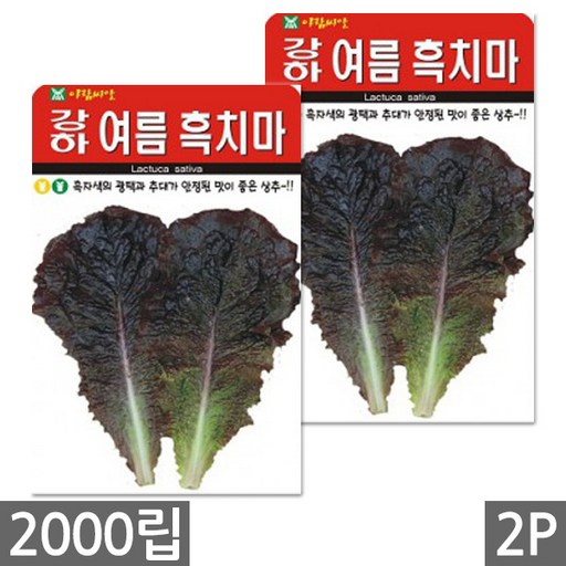 세인화분 강하 여름 흑치마 상추 소포장 - 씨 씨앗