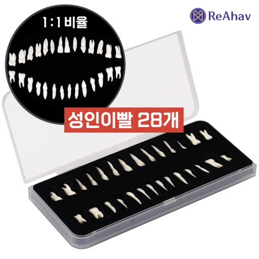 레아하브 덴탈28 성인 치아 모델 치과 설명 모형 병원 장식 환자 실습 교구