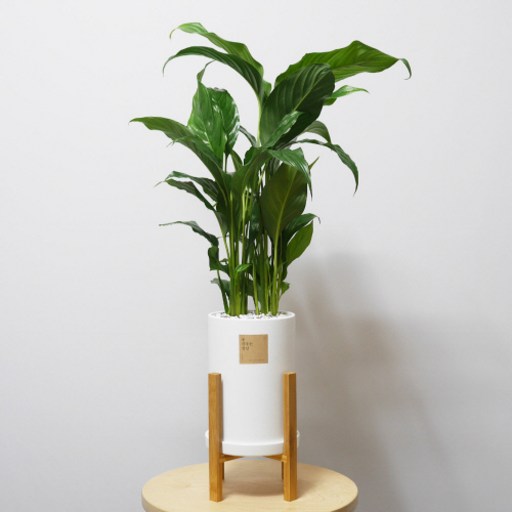 꽃피우는청년 중형 실내공기정화식물(원형 화이트 화분 + 우드스탠드)