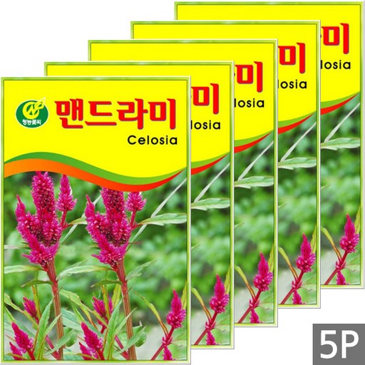세인화분 맨드라미 150립