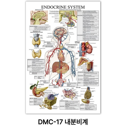 NEW 근육 해부학 포스터
